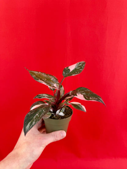 Philodendron Pink Princess Marble - LUplnts