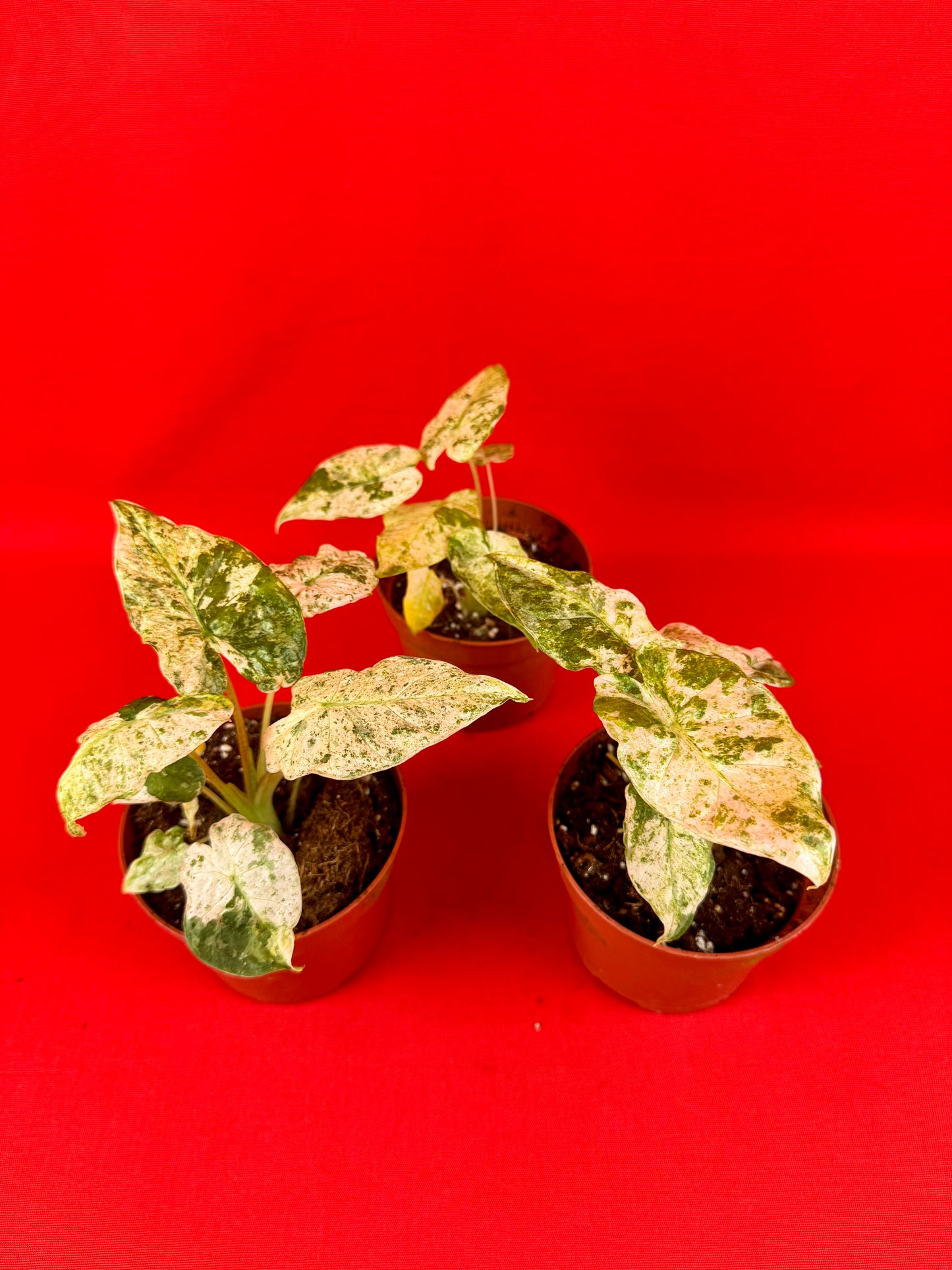 Alocasia macrorrhizos 'Splash'
