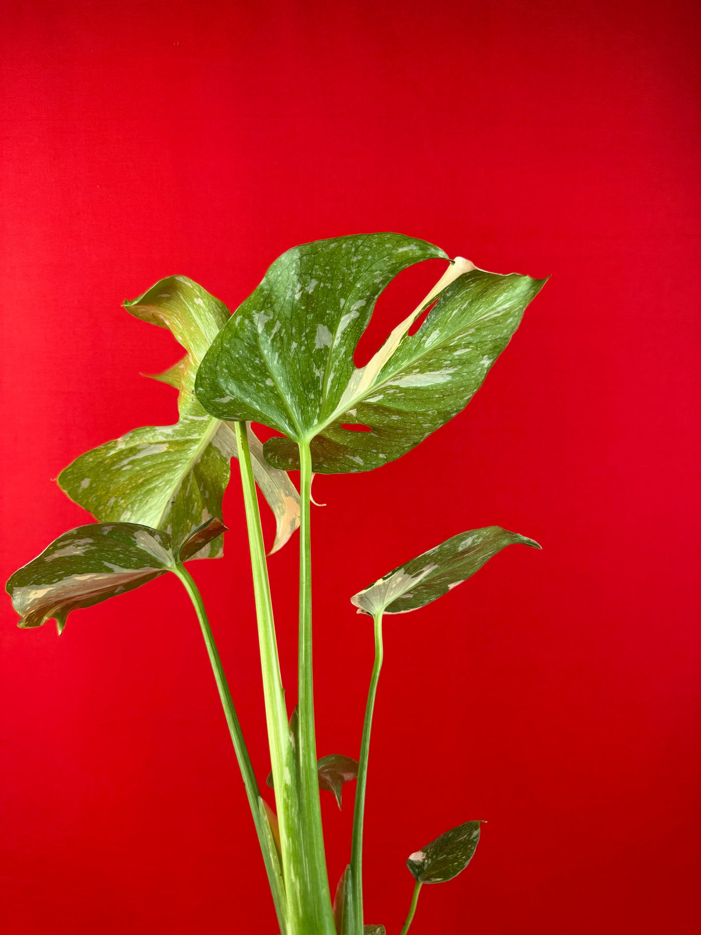 Monstera Thai Constellation - LUplnts