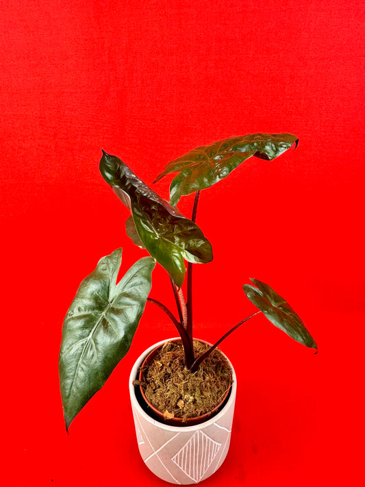 Alocasia Yucatan Princess - LUplnts