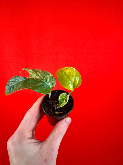 Epipremnum pinnatum 'Marble Variegata' (s)