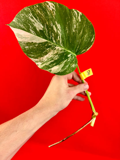 Monstera Deliciosa Variegata (cutting)