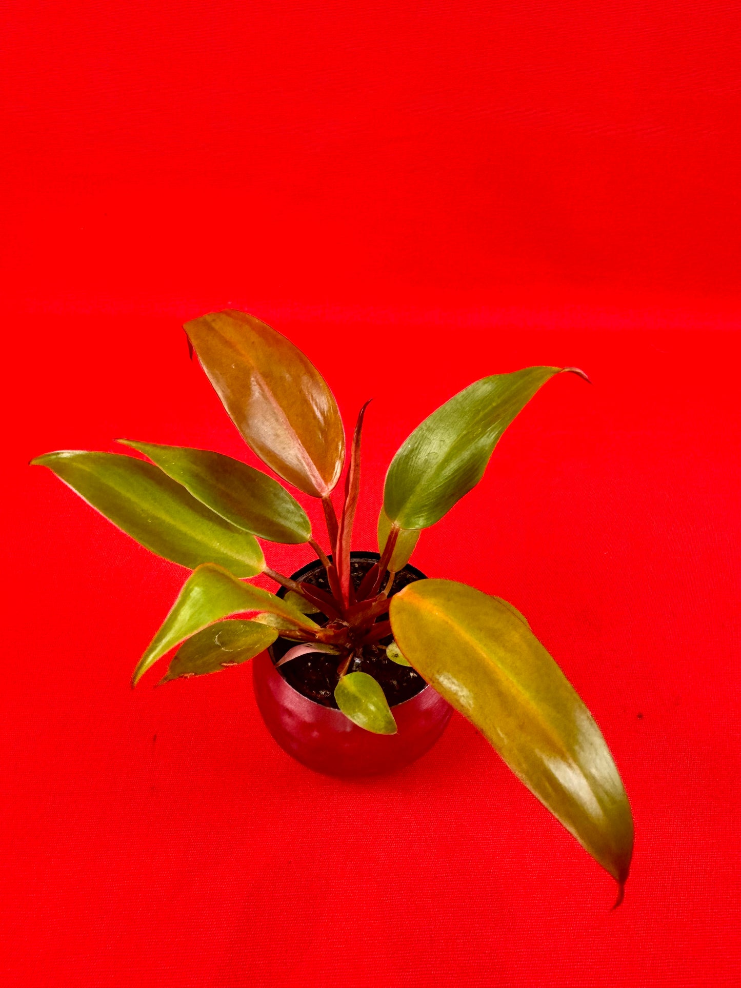 Philodendron Red Sun