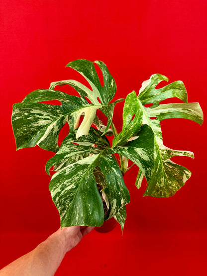 Monstera Deliciosa Variegata (L)