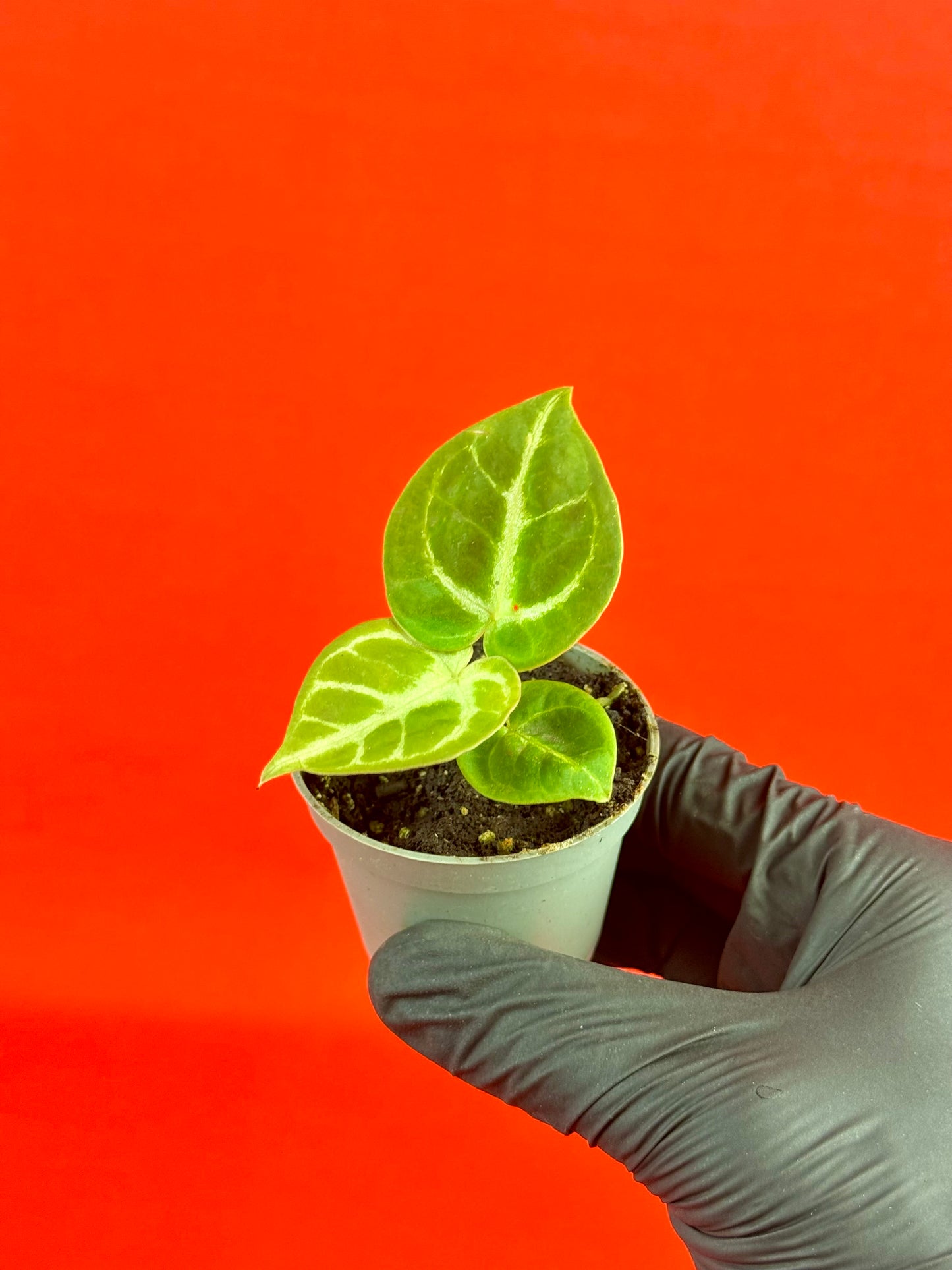 Anthurium Dorayaki (s) - LUplnts