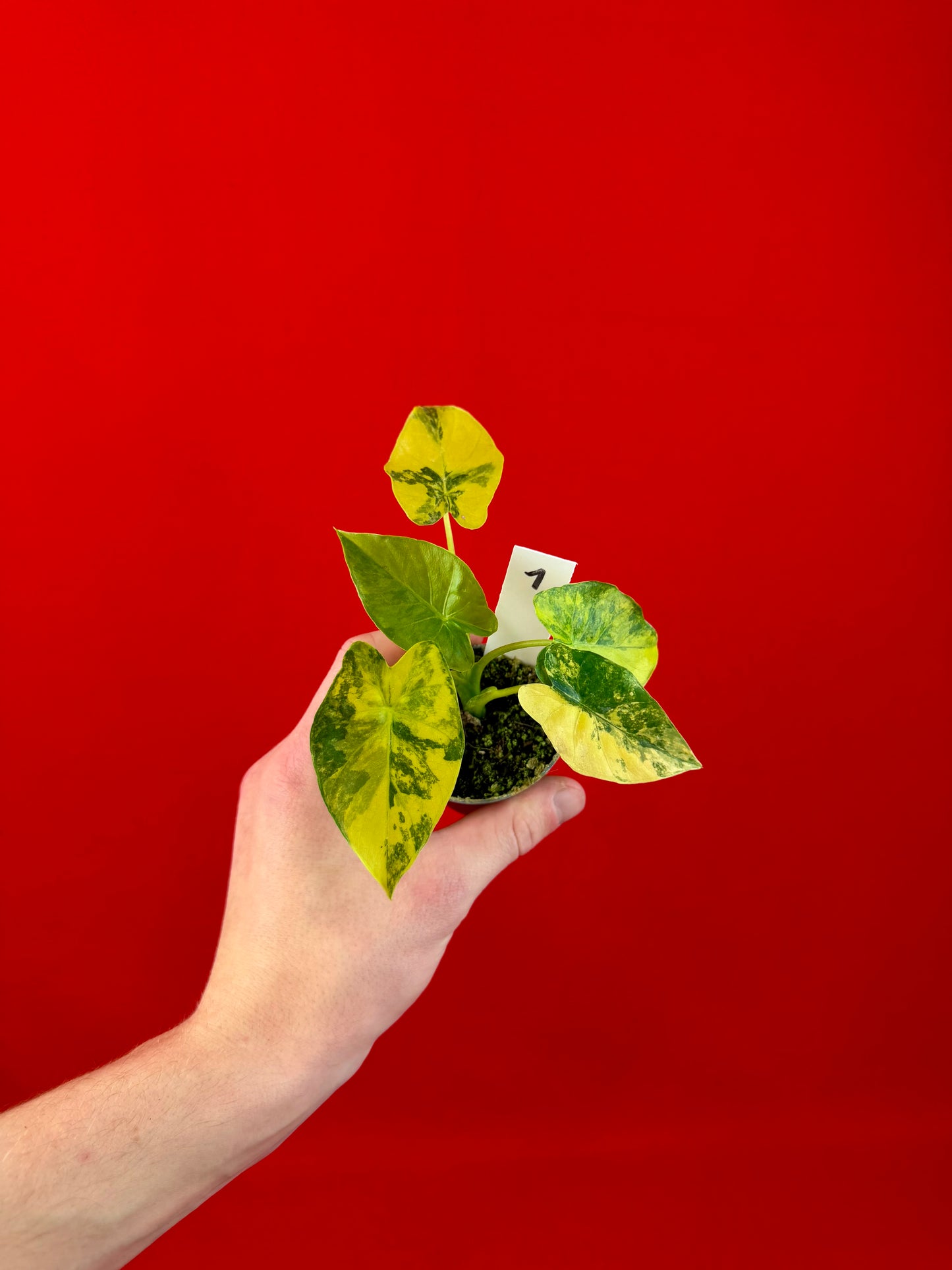 Alocasia macrorrhizos Aurea Variegata (s)