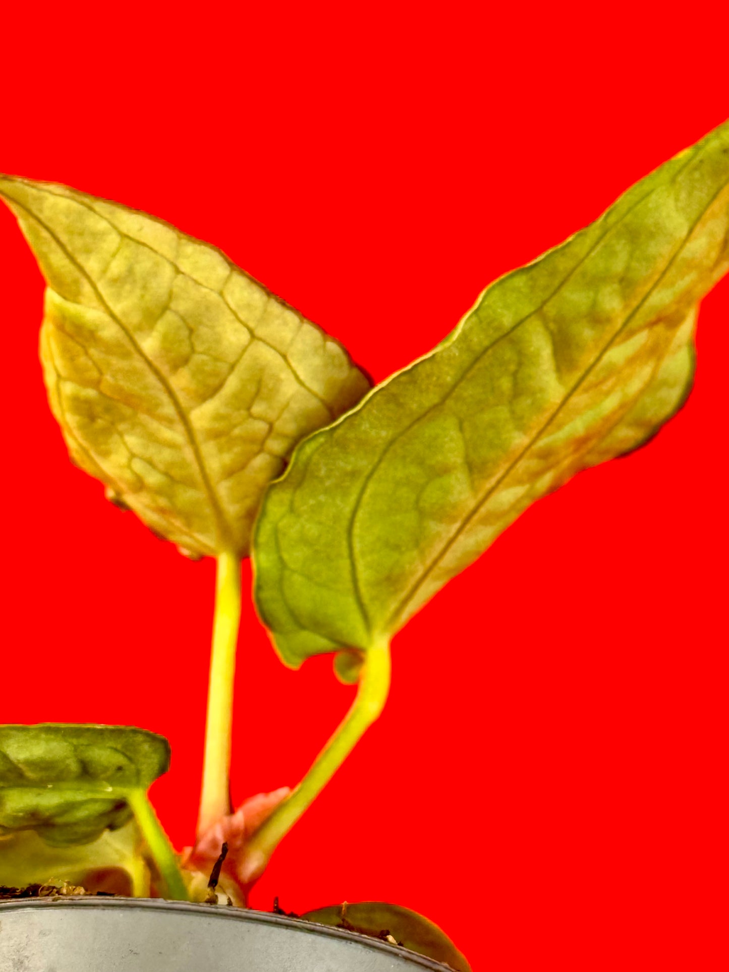 Anthurium Crystallinum ‚Crystal Hope‘ (s)