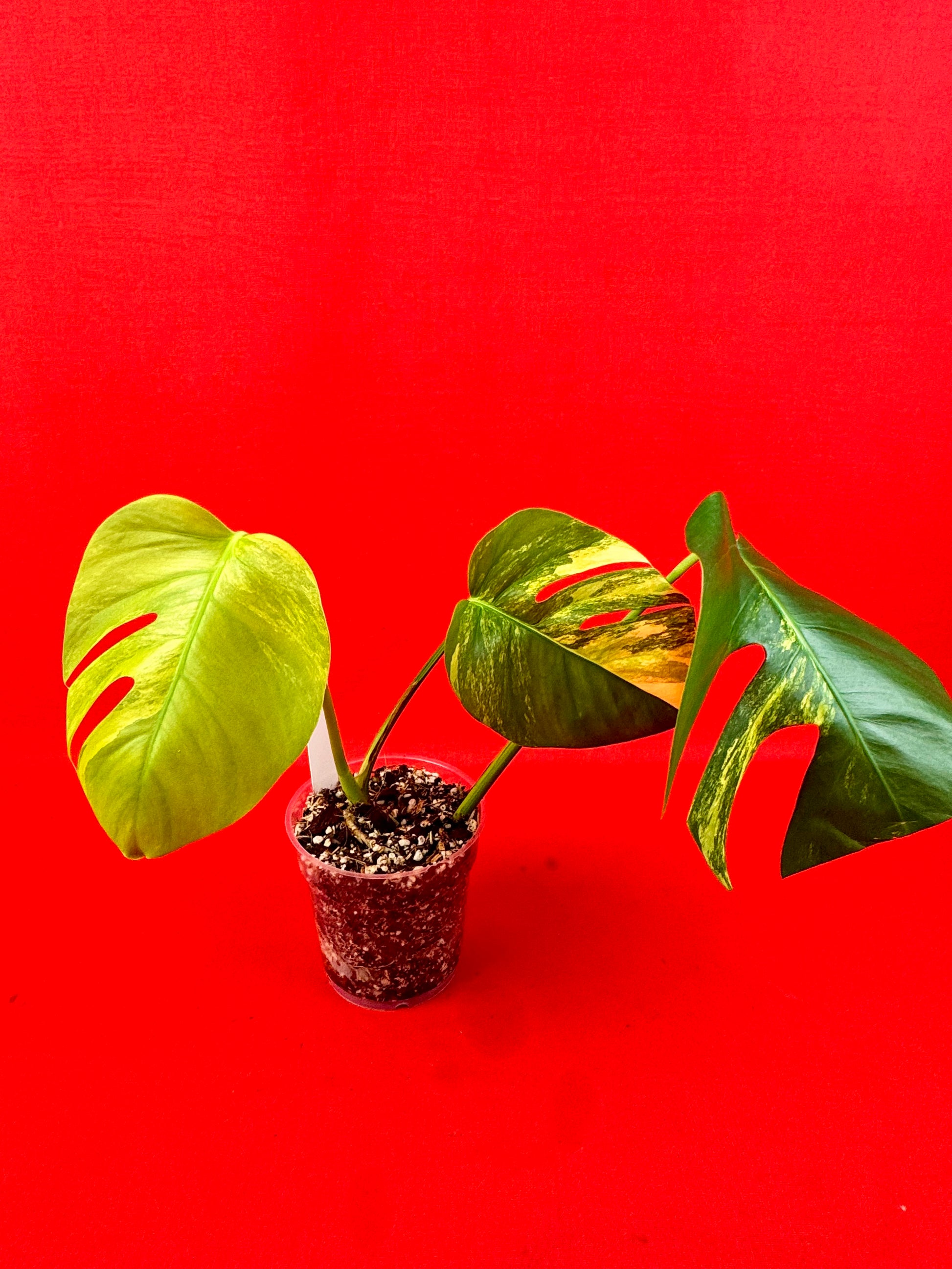 Monstera Deliciosa Aurea - LUplnts