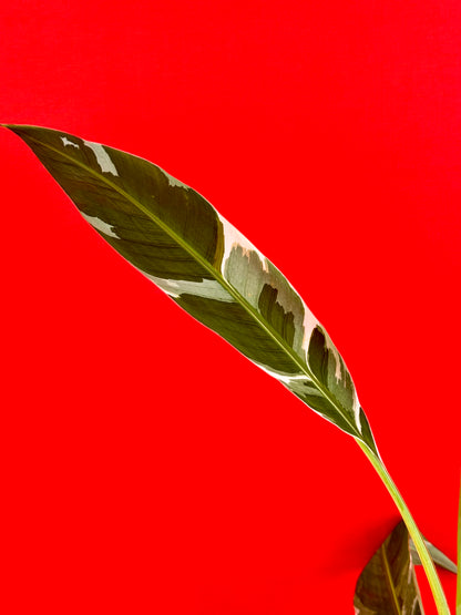 Musa Florida Variegata