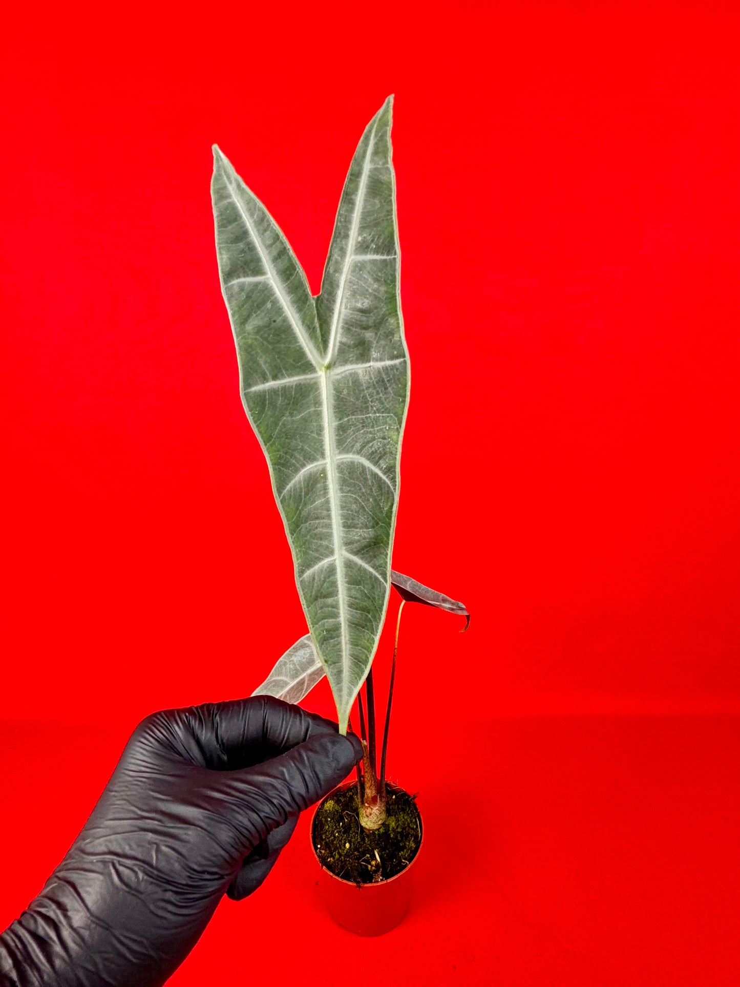 Alocasia longiloba Silver