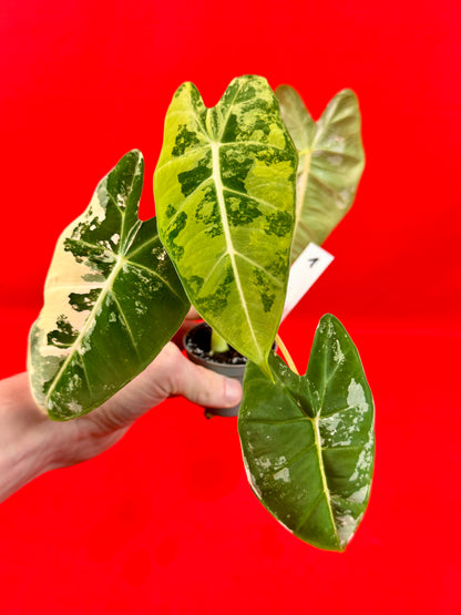 Alocasia micholitziana 'Frydek Variegata' (s)