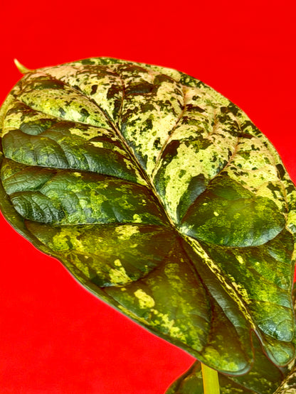 Alocasia Dragon Scale Mint