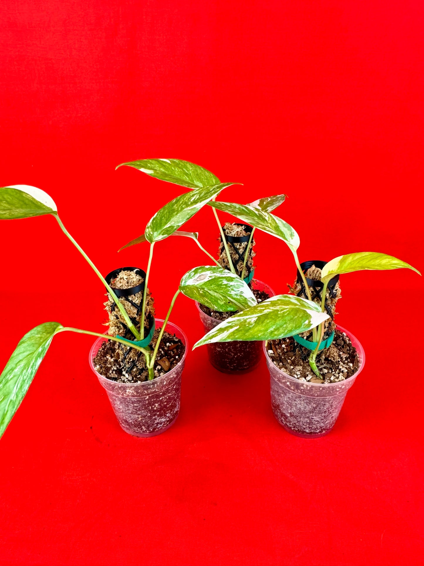 Epipremnum Pinnatum Variegata