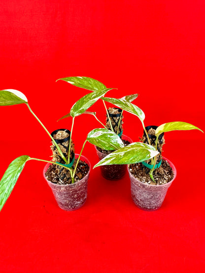 Epipremnum Pinnatum Variegata