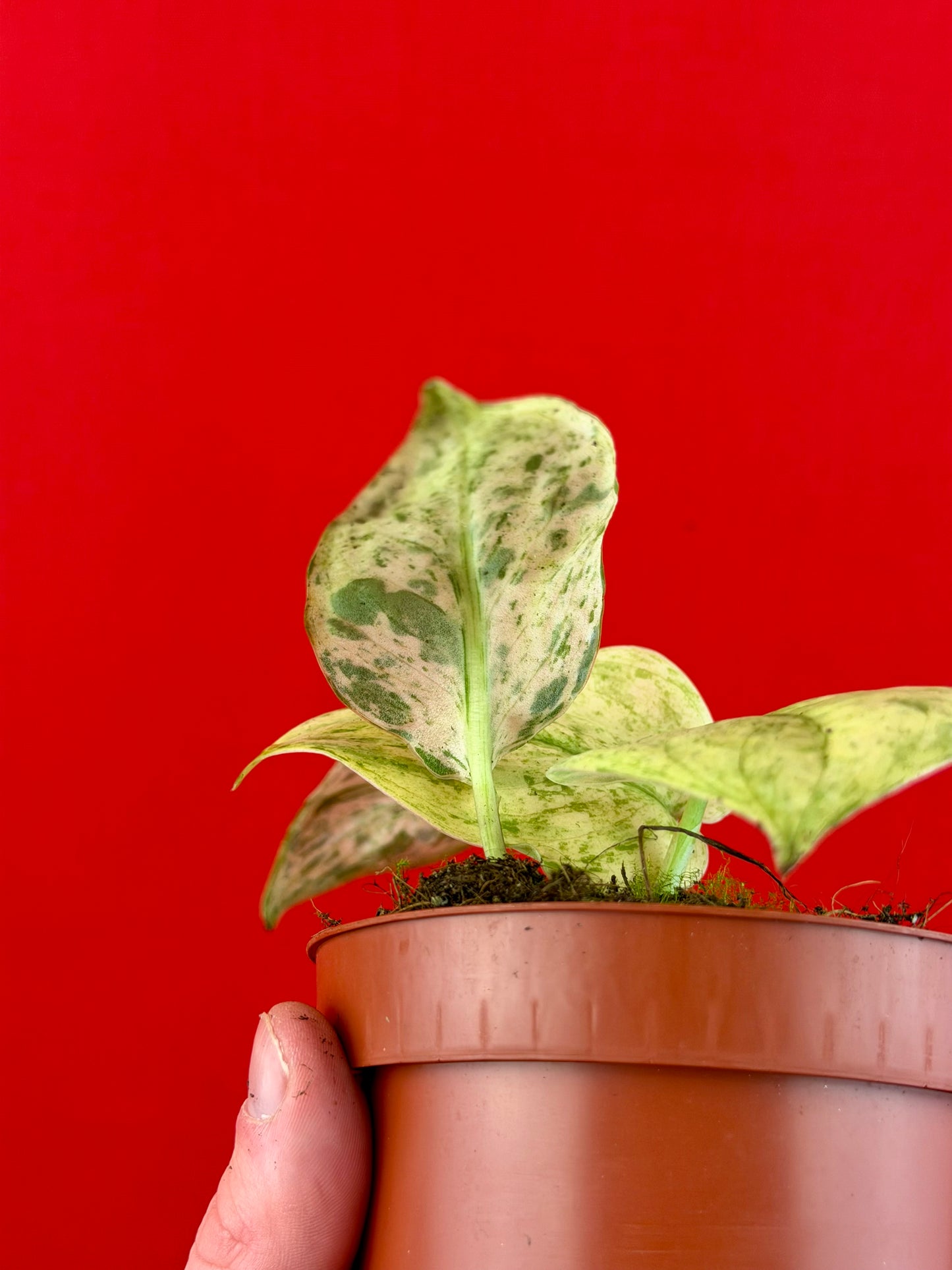 Scindapsus ‘Jade Satin Marble‘