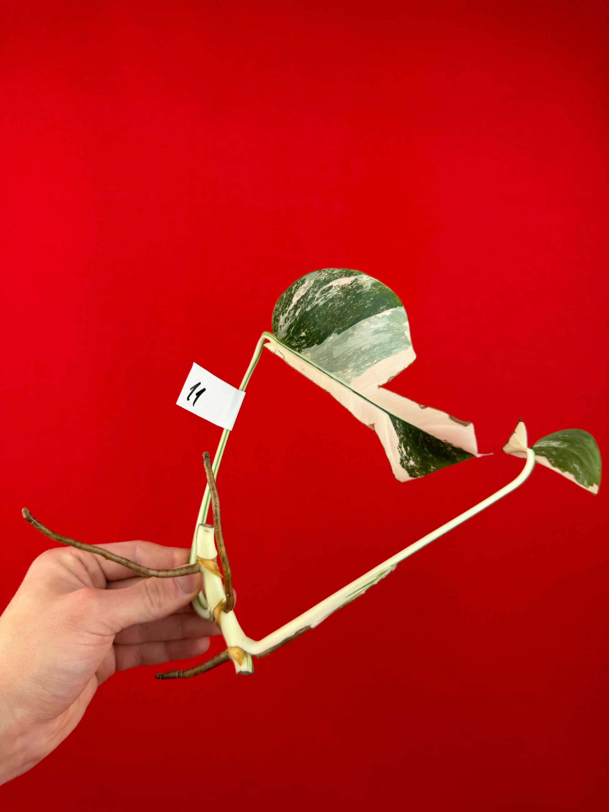 Monstera Deliciosa Variegata (cutting) - LUplnts