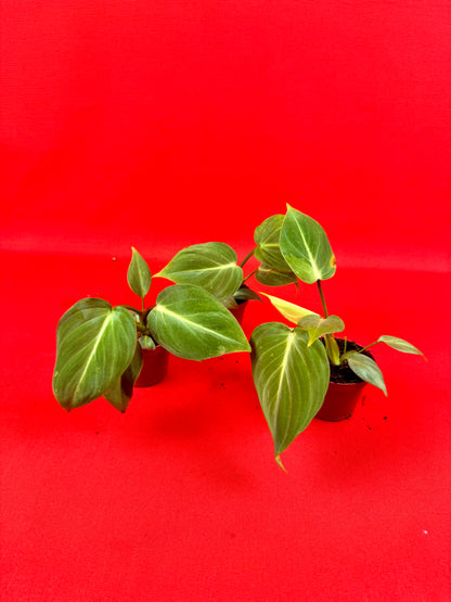 Philodendron Gloriosum ‘Verde’ (s) - LUplnts