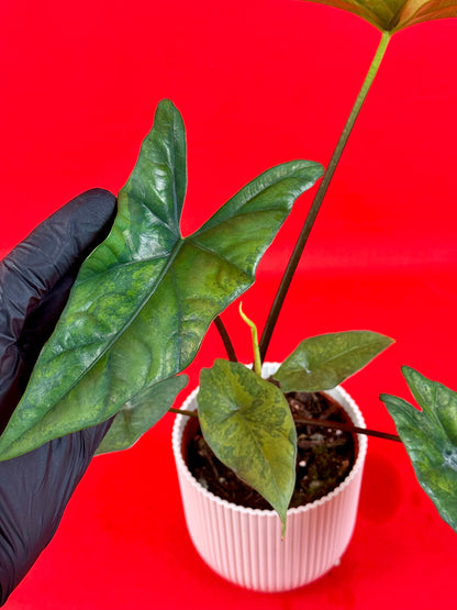 Alocasia Simpo Variegata (Green on Green)