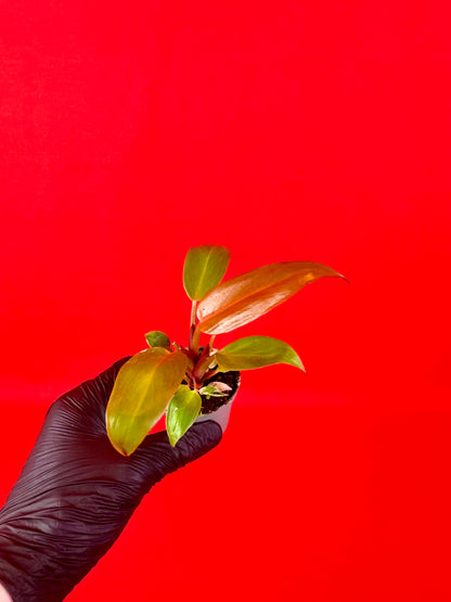 Philodendron Red Sun