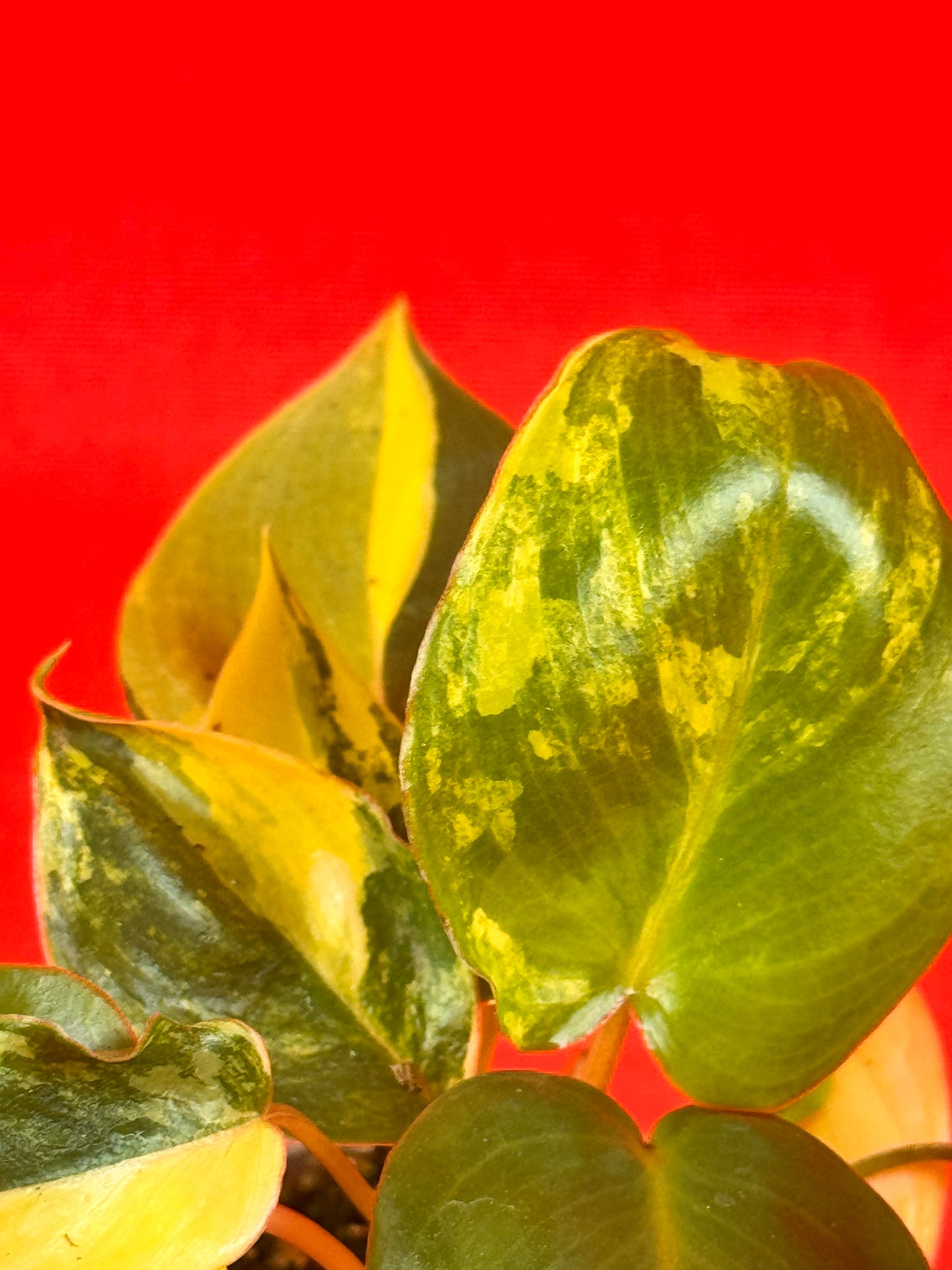 Philodendron Burle marx Variegata (s)