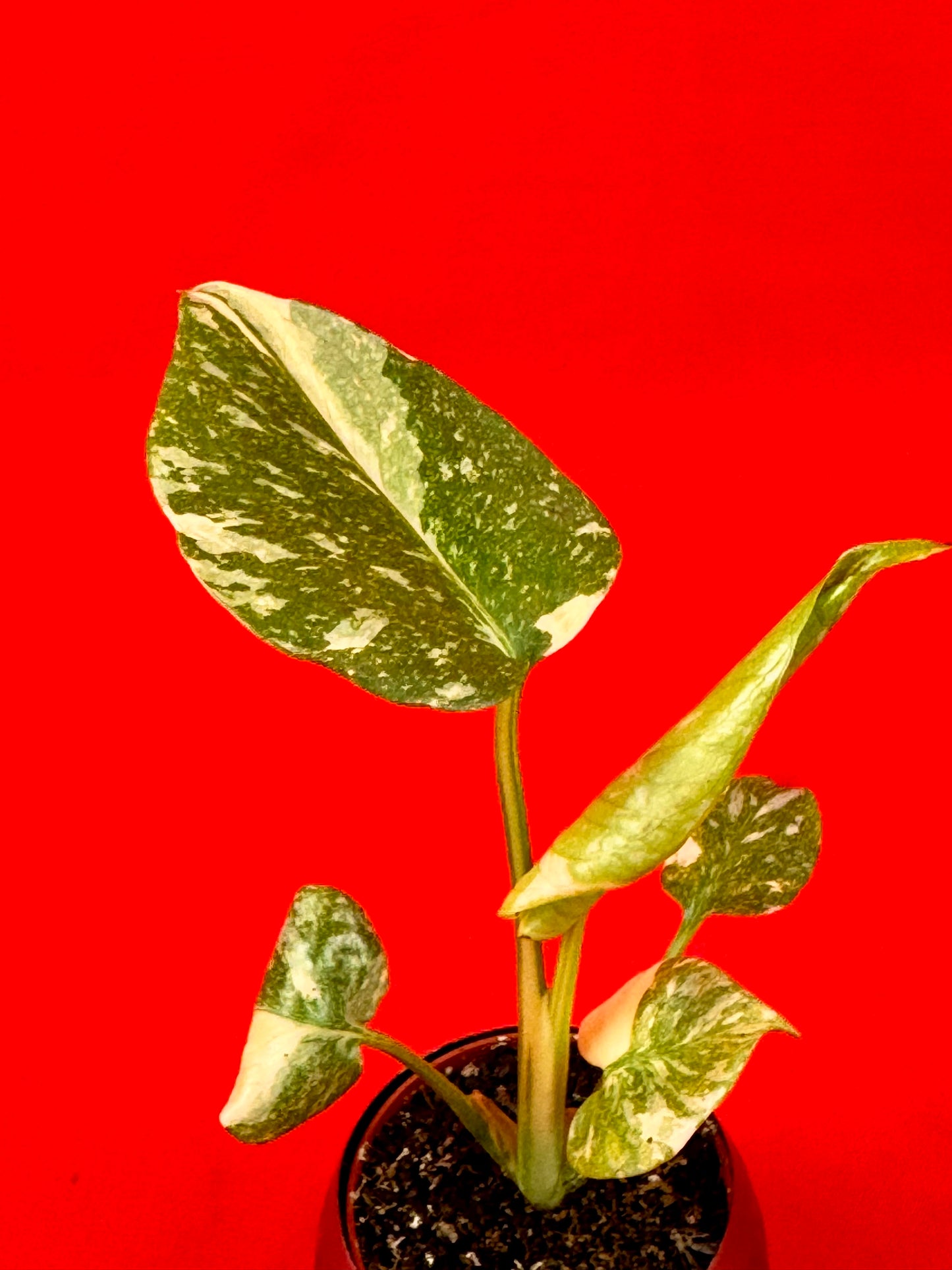 Monstera Thai Constellation (s)