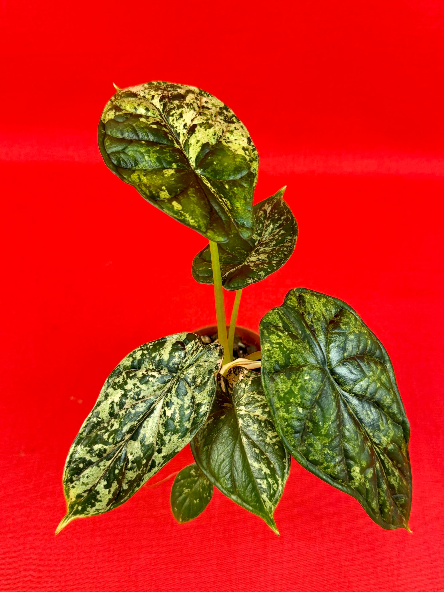 Alocasia Dragon Scale Mint