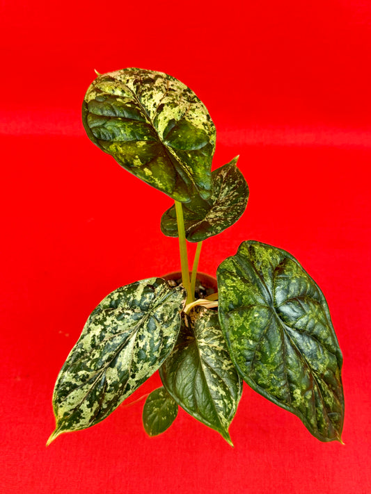Alocasia Dragon Scale Mint