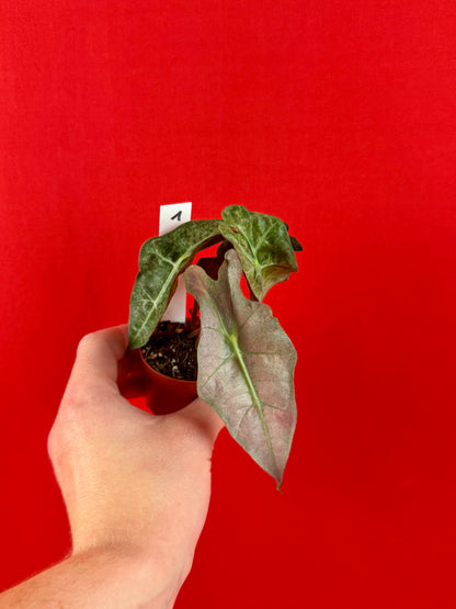 Alocasia Polly Variegata (s)