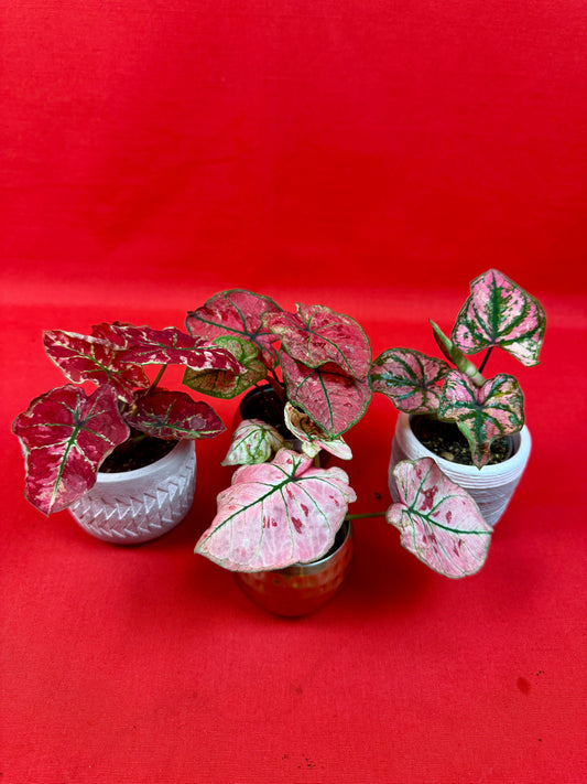 Caladium Bundle (s)