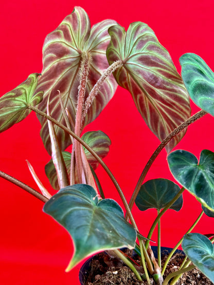 Philodendron verrucosum 'Incensi' - LUplnts