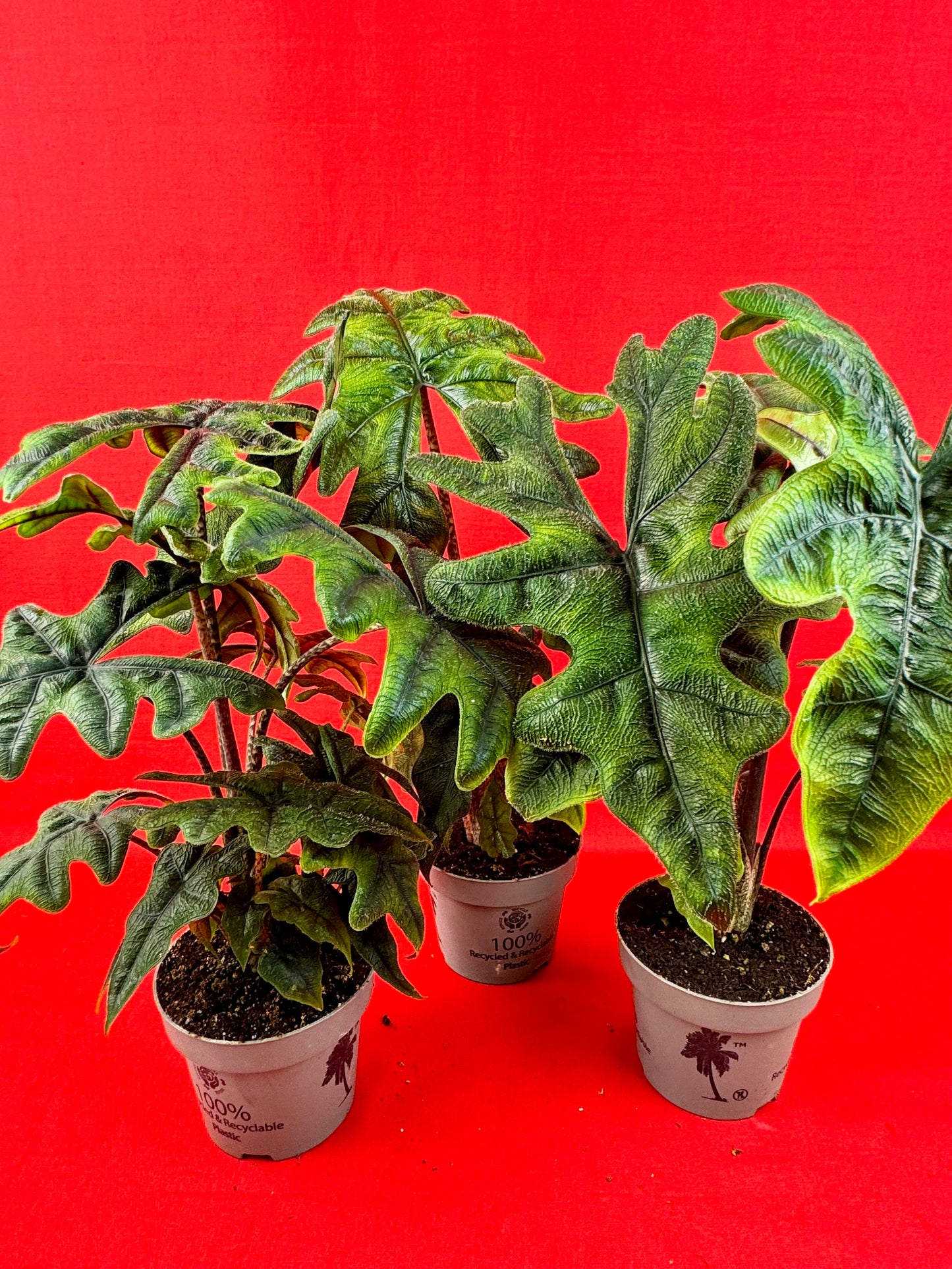 Alocasia Jacklyn