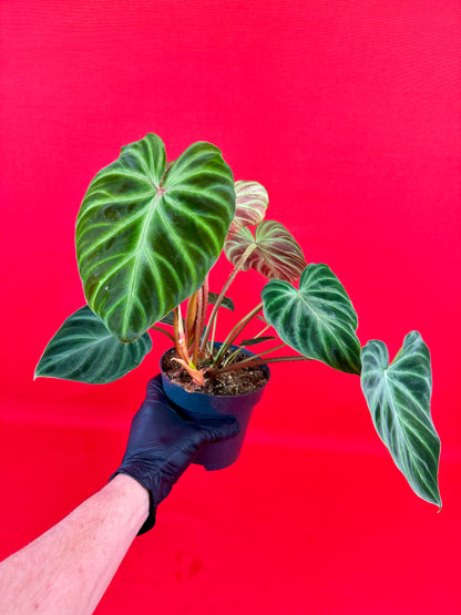 Philodendron verrucosum 'Incensi' - LUplnts