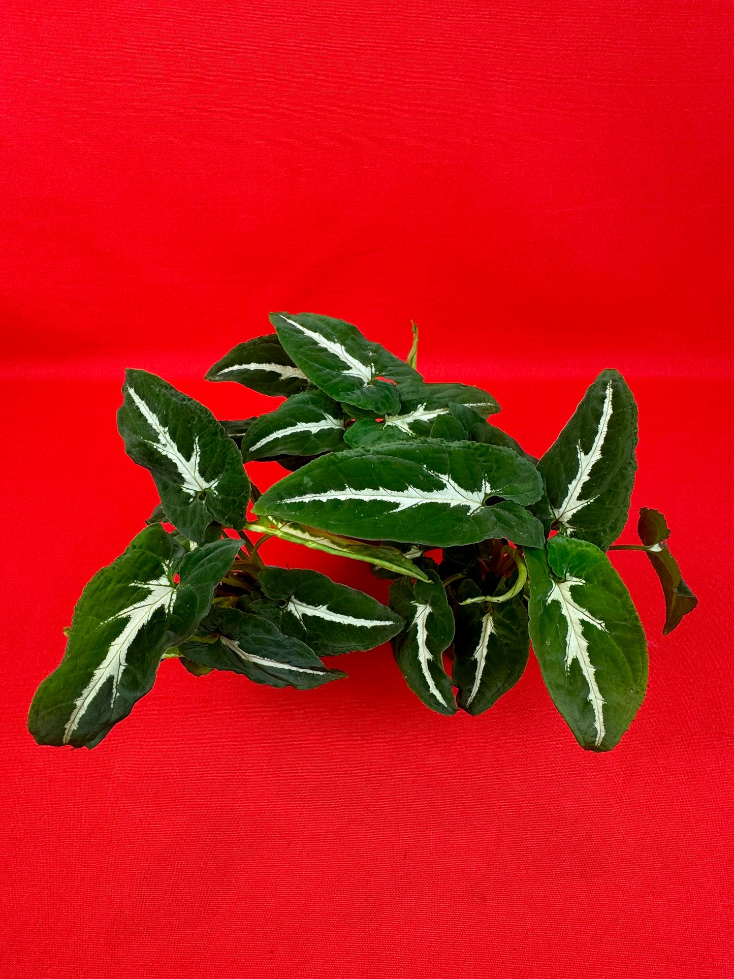 Syngonium Wendlandii (s) - LUplnts