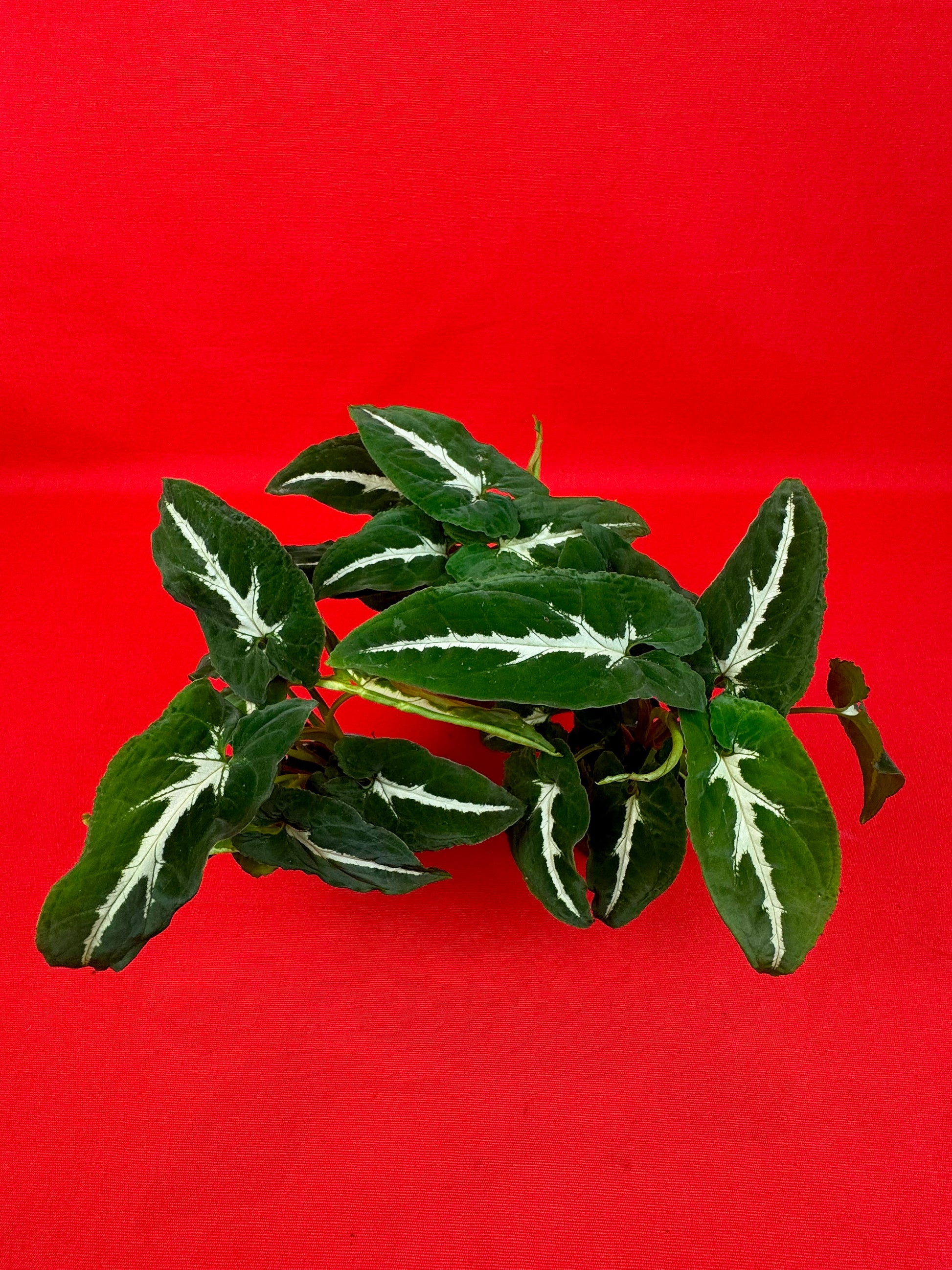 Syngonium Wendlandii (s) - LUplnts