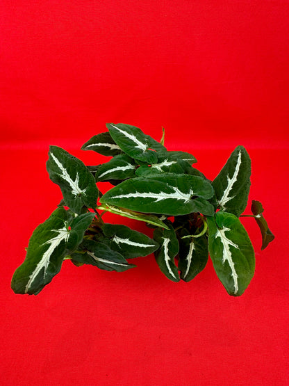 Syngonium Wendlandii (s) - LUplnts