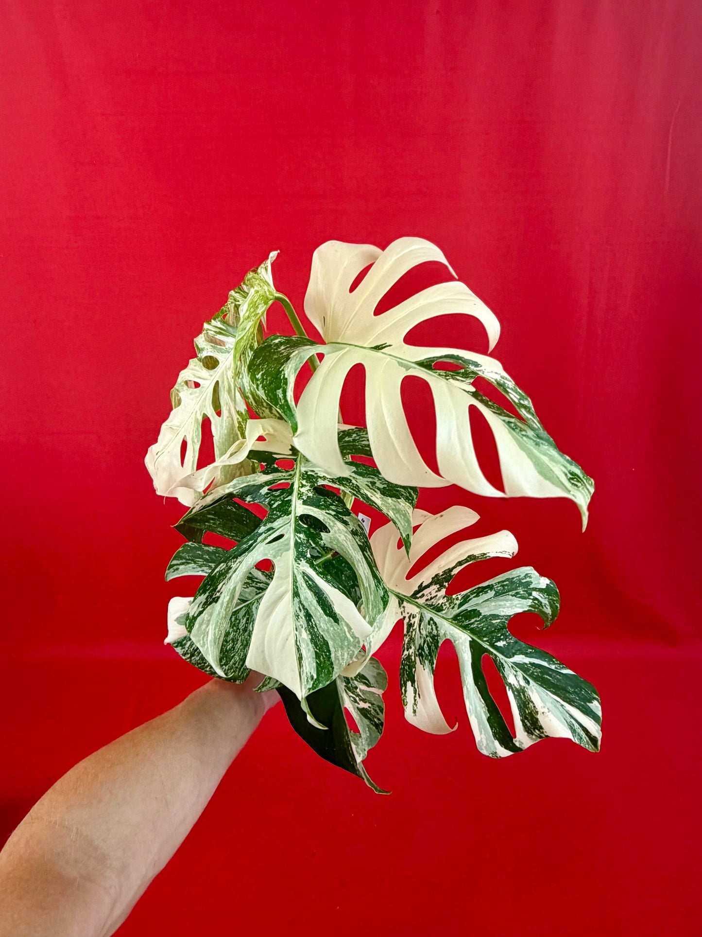 Monstera Deliciosa Variegata