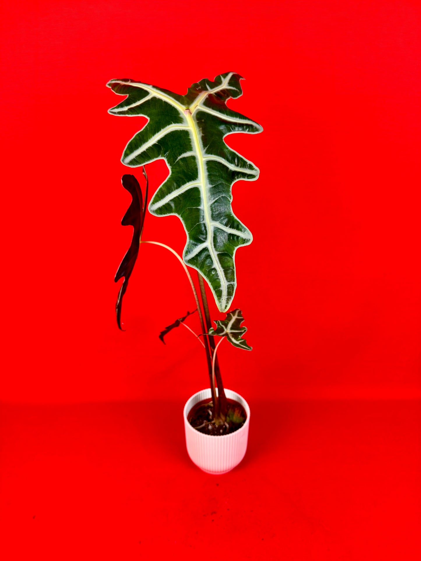 Alocasia Sanderiana Nobilis