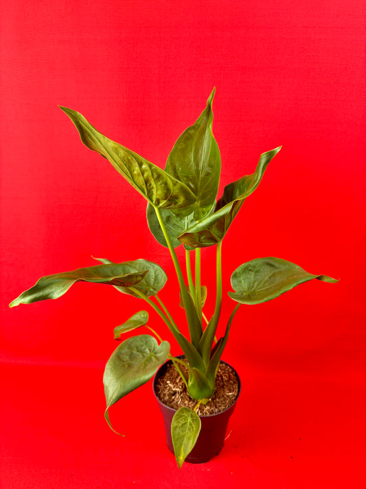 Alocasia Cucullata