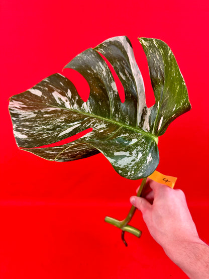 Monstera Deliciosa Variegata (cutting)