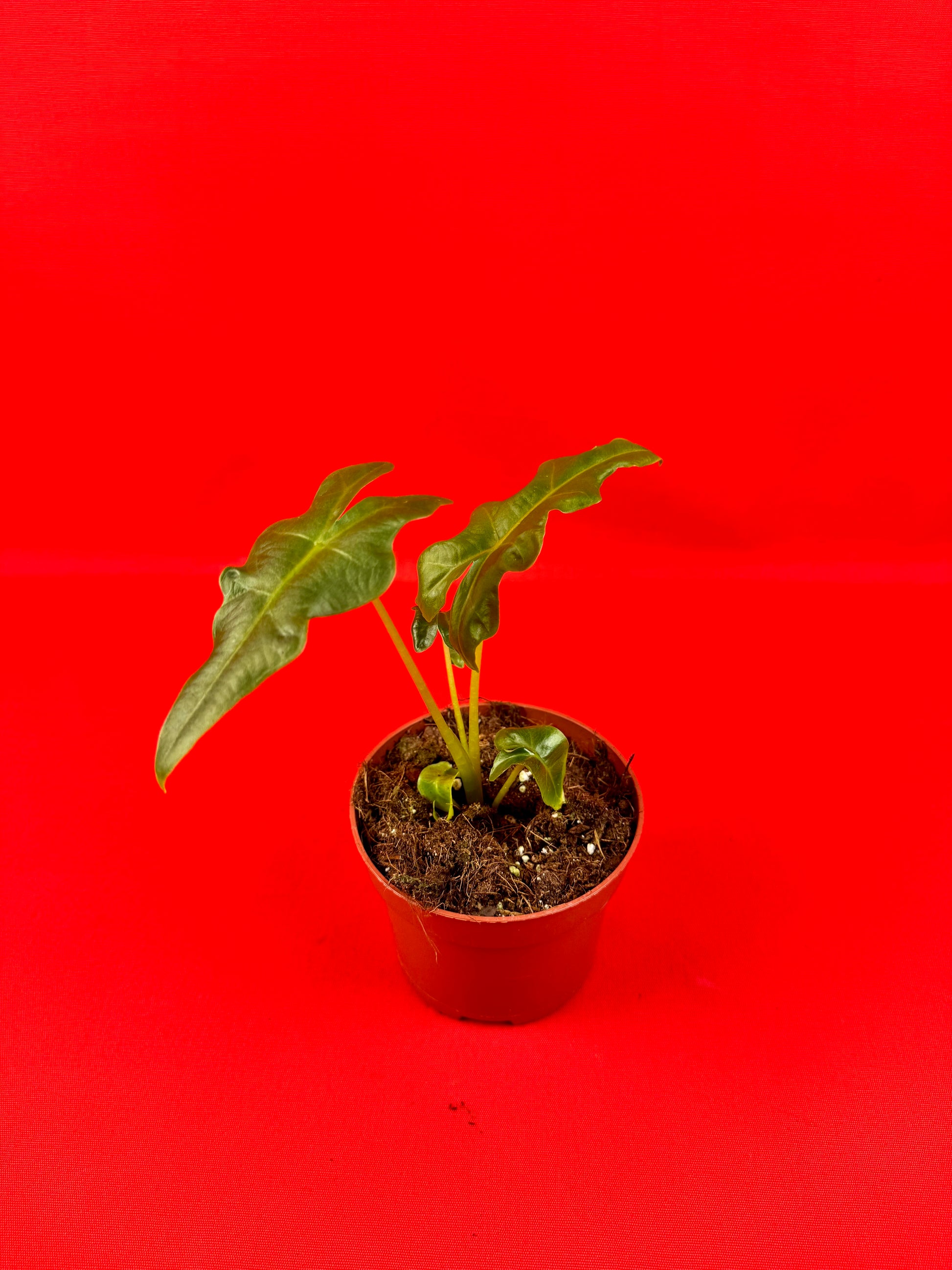 Alocasia Portei - LUplnts