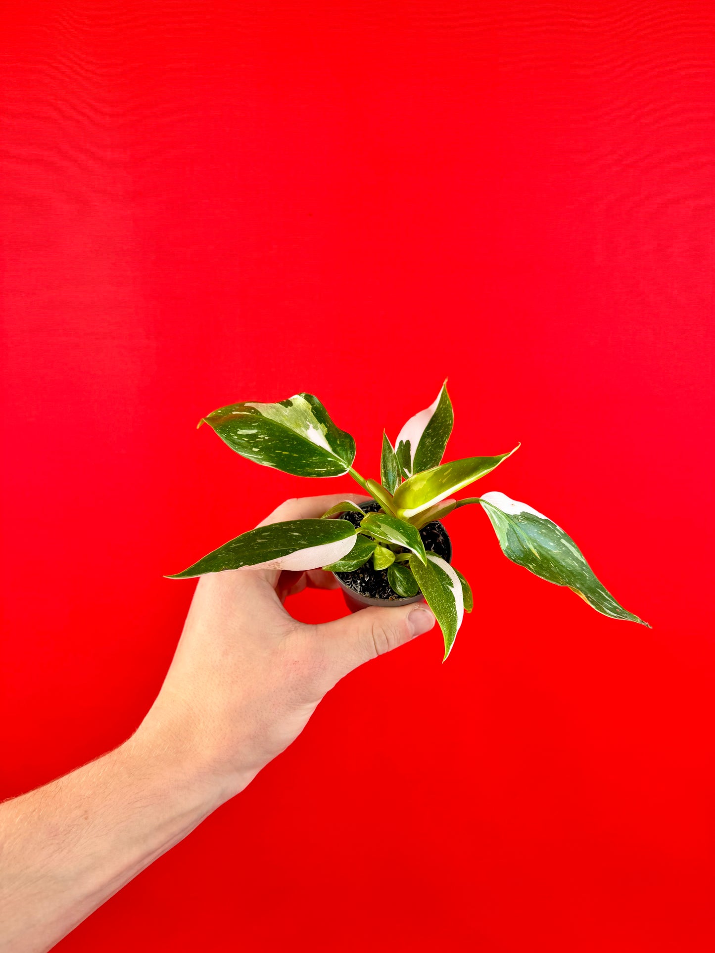 Philodendron Bundle (s)
