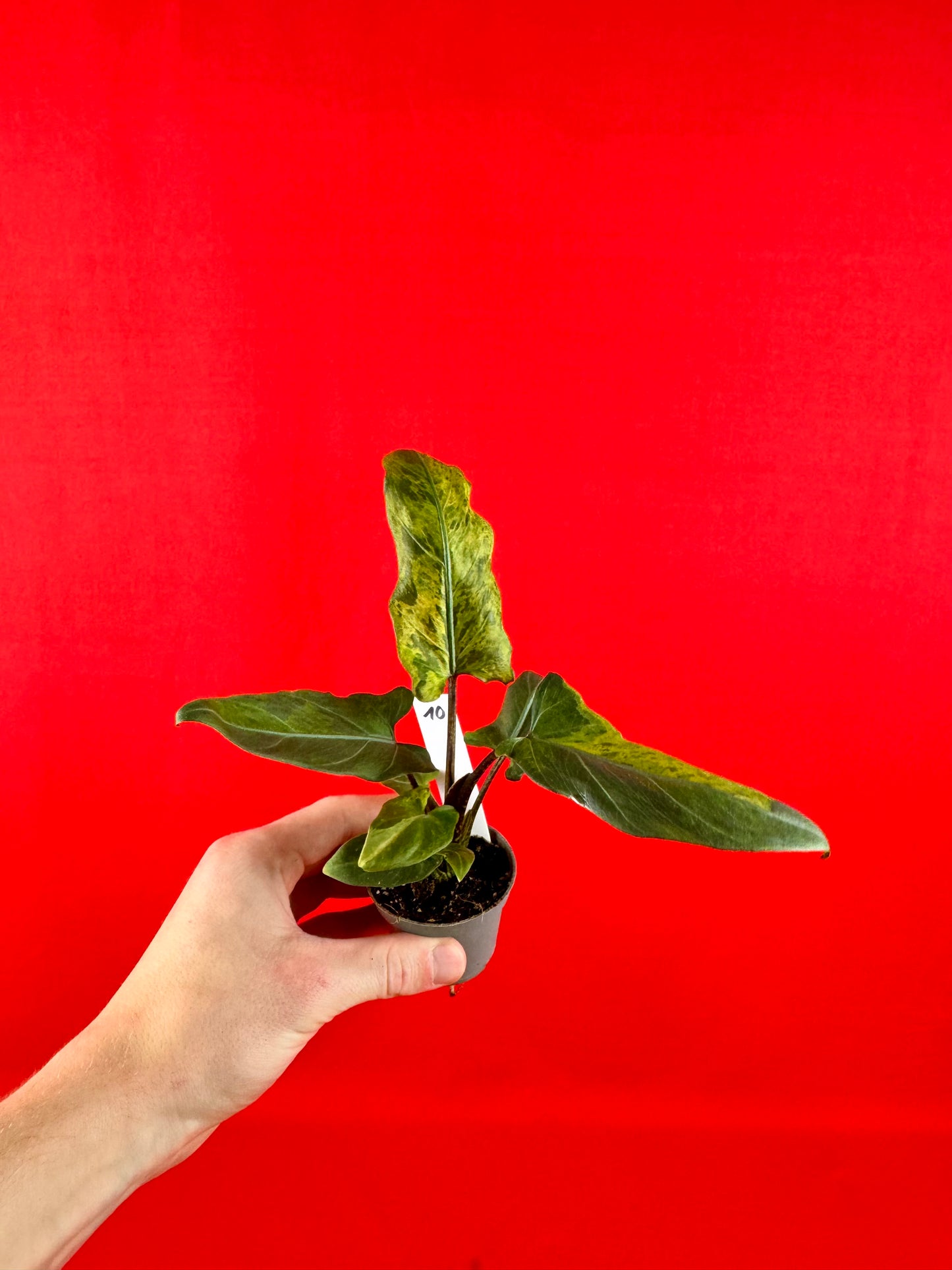 Alocasia lauterbachiana 'Variegata' (s)
