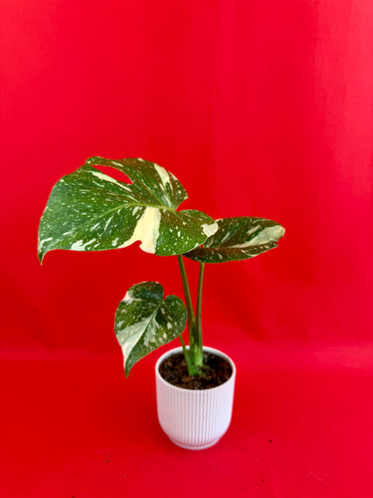 Monstera Thai Constellation - LUplnts