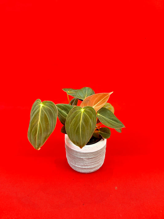 Philodendron Melanochrysum (s) - LUplnts