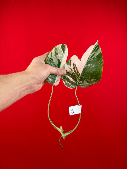 Monstera Deliciosa Variegata (cutting) - LUplnts