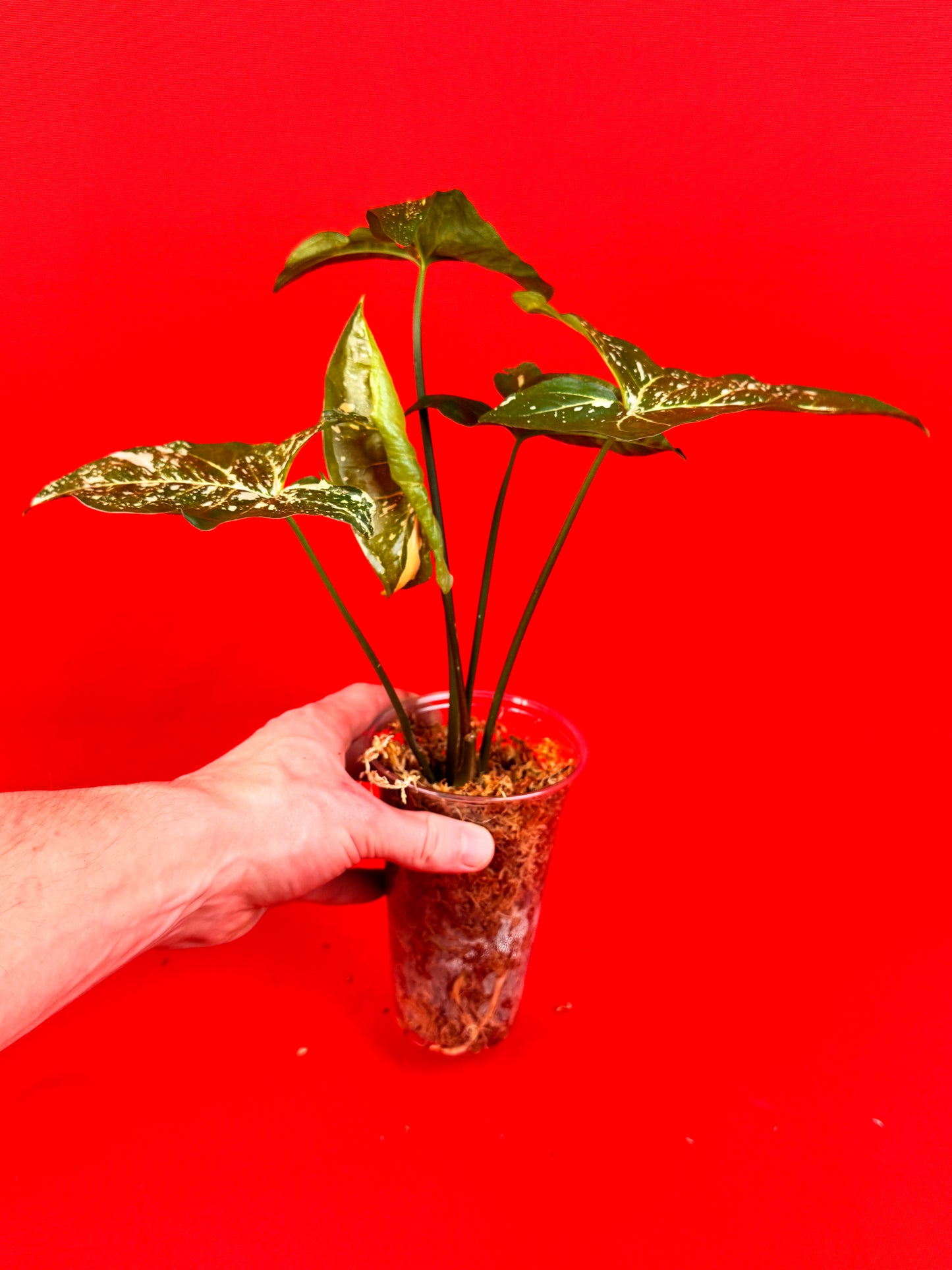 Syngonium Panda - LUplnts