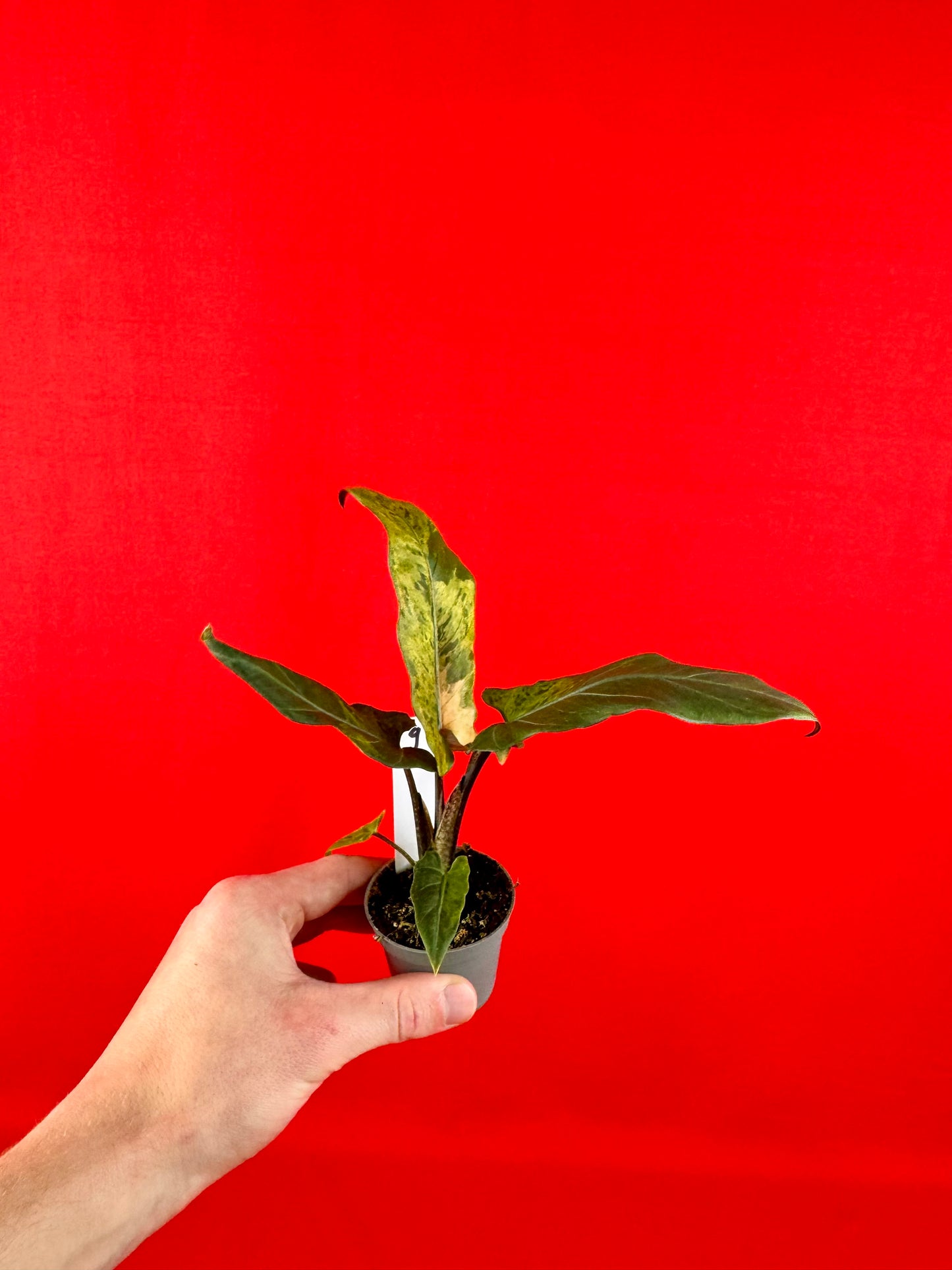 Alocasia lauterbachiana 'Variegata' (s)