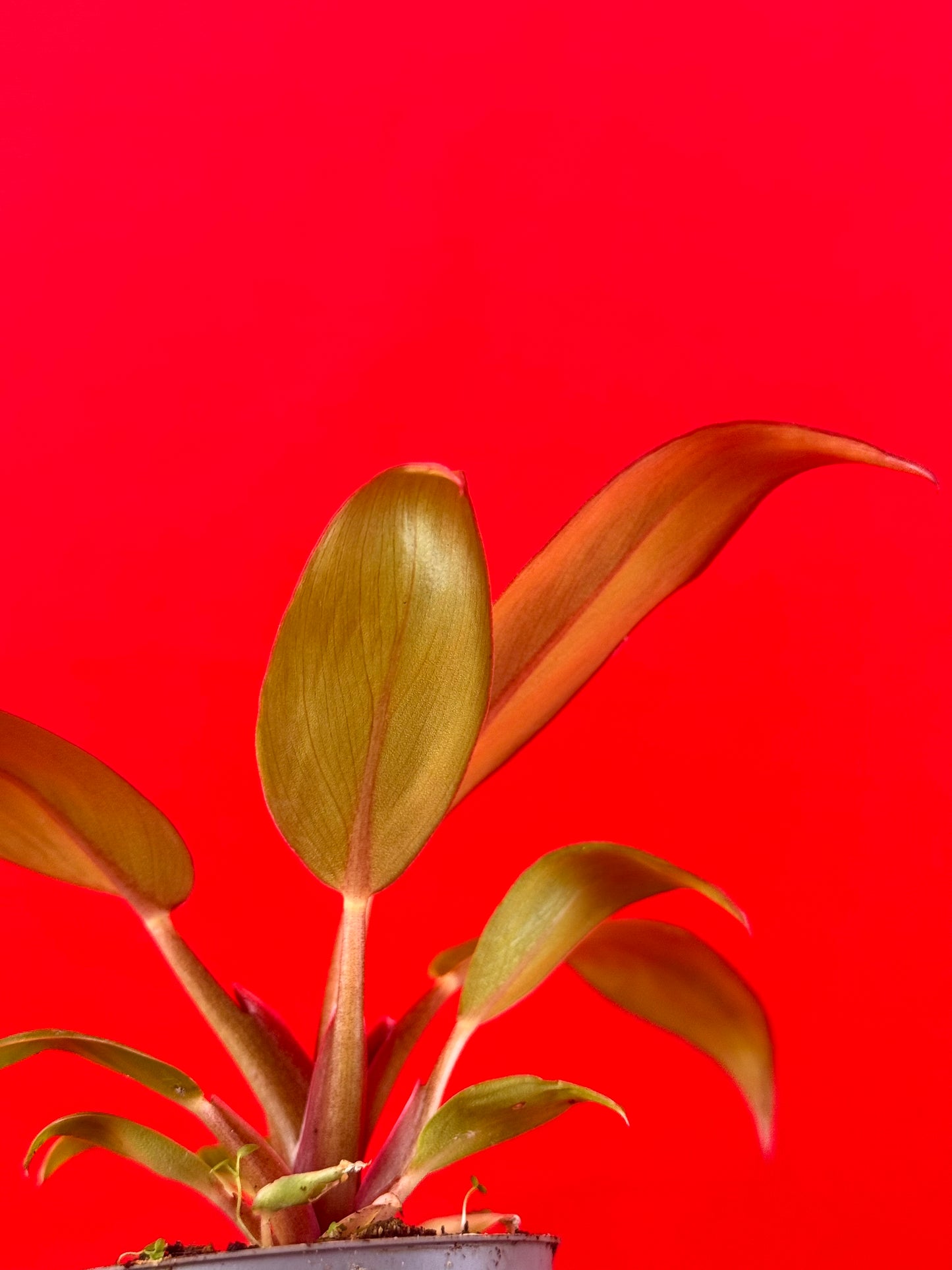 Philodendron Red Sun