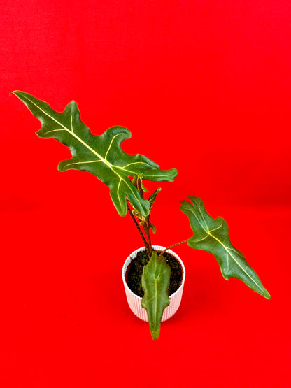 Alocasia Portei