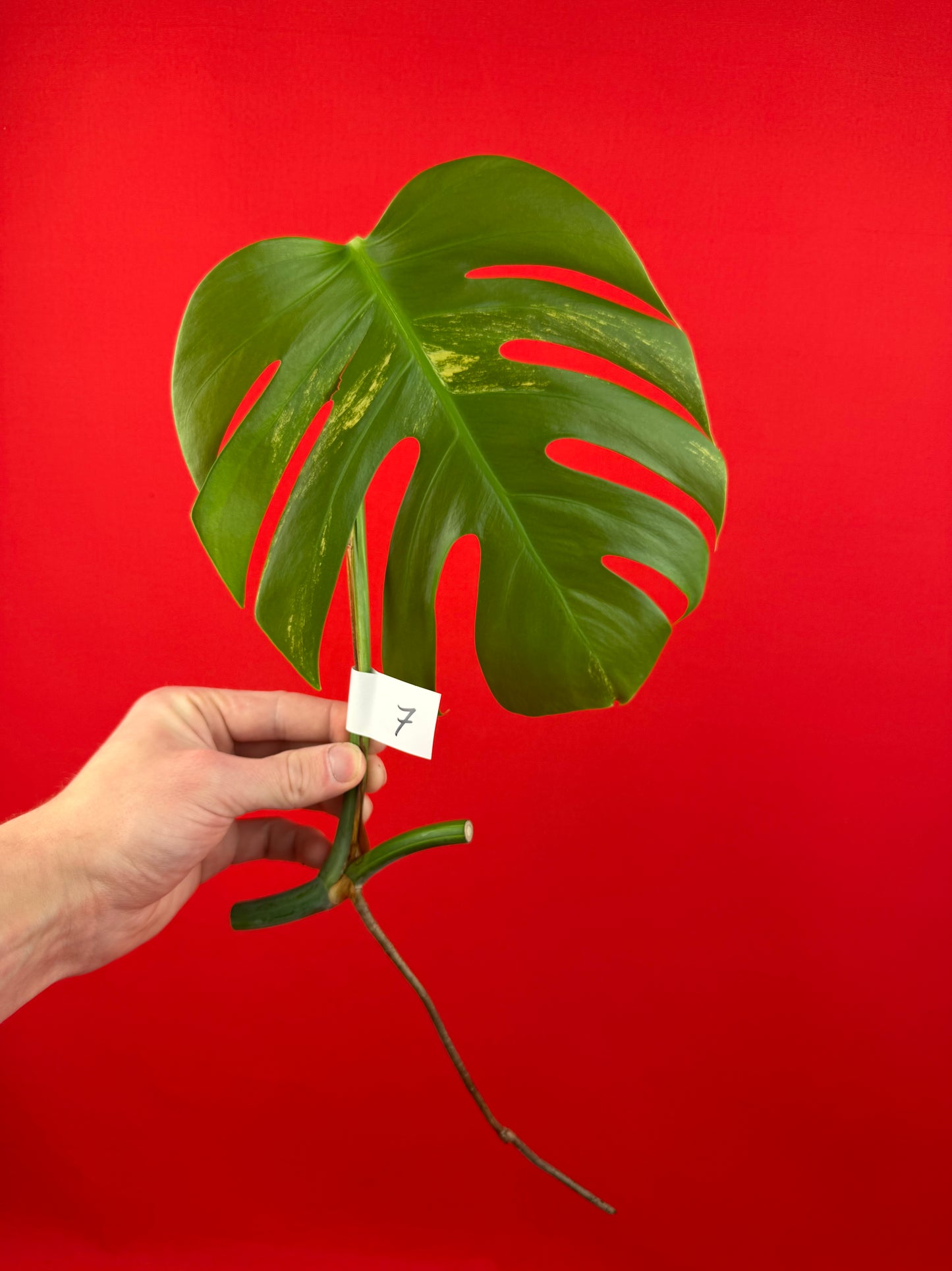 Monstera Deliciosa Aurea (cutting) - LUplnts
